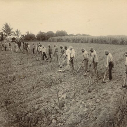 Race, mortalité et valeur : le sucre dans le Queensland colonial