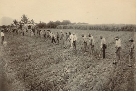 Race, mortalité et valeur : le sucre dans le Queensland colonial