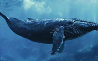 Lire Moby Dick et Antonio Gramsci