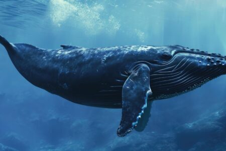 Lire Moby Dick et Antonio Gramsci