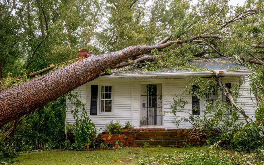tree fallen on a small white house