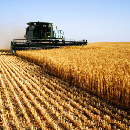 Comment les entreprises alimentaires utilisent l’IA pour améliorer leur rentabilité